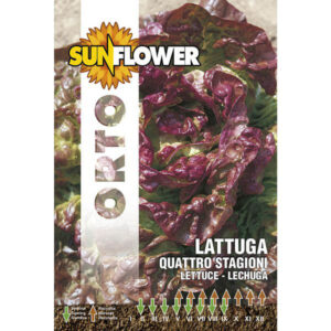 Sementi Lattuga Quattro Stagioni         Sunflower